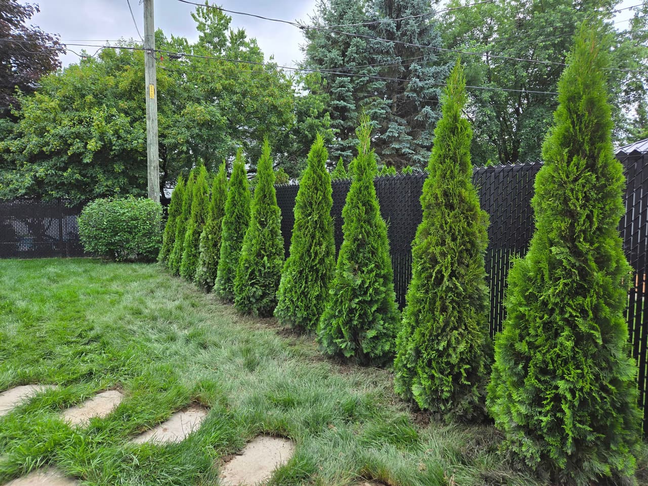 Jeunes cèdres plantés en rangée pour former une haie de cèdres le long d'une clôture résidentielle.