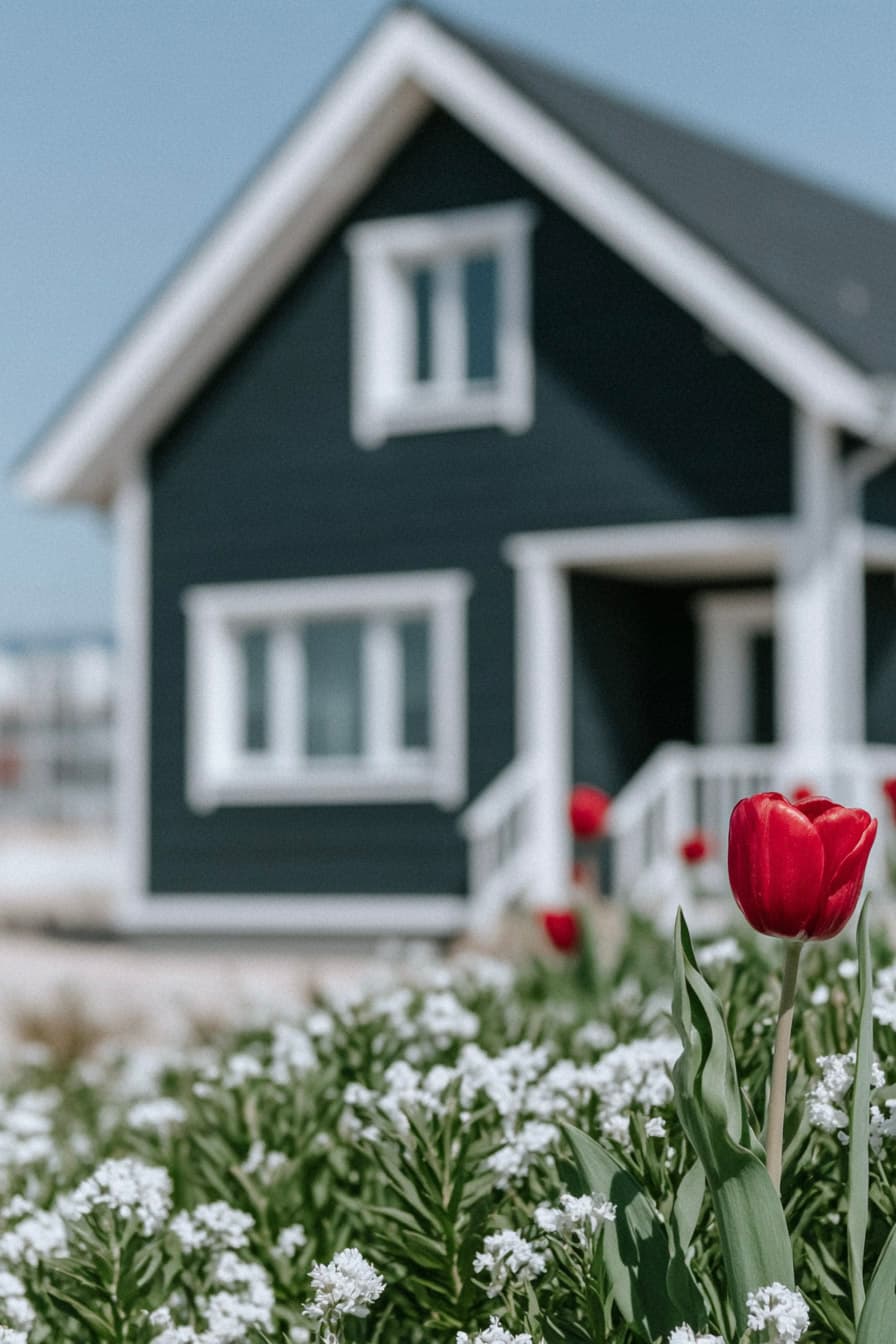 Tulipe rouge au premier plan devant une maison sombre à moulures blanches avec jardin fleuri et décor extérieur printanier.