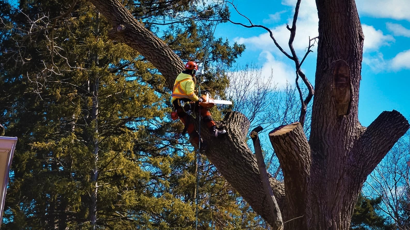 Un élagueur professionnel en pleine coupe de branches d’un grand arbre, équipé d’une tronçonneuse et d’un harnais de sécurité.