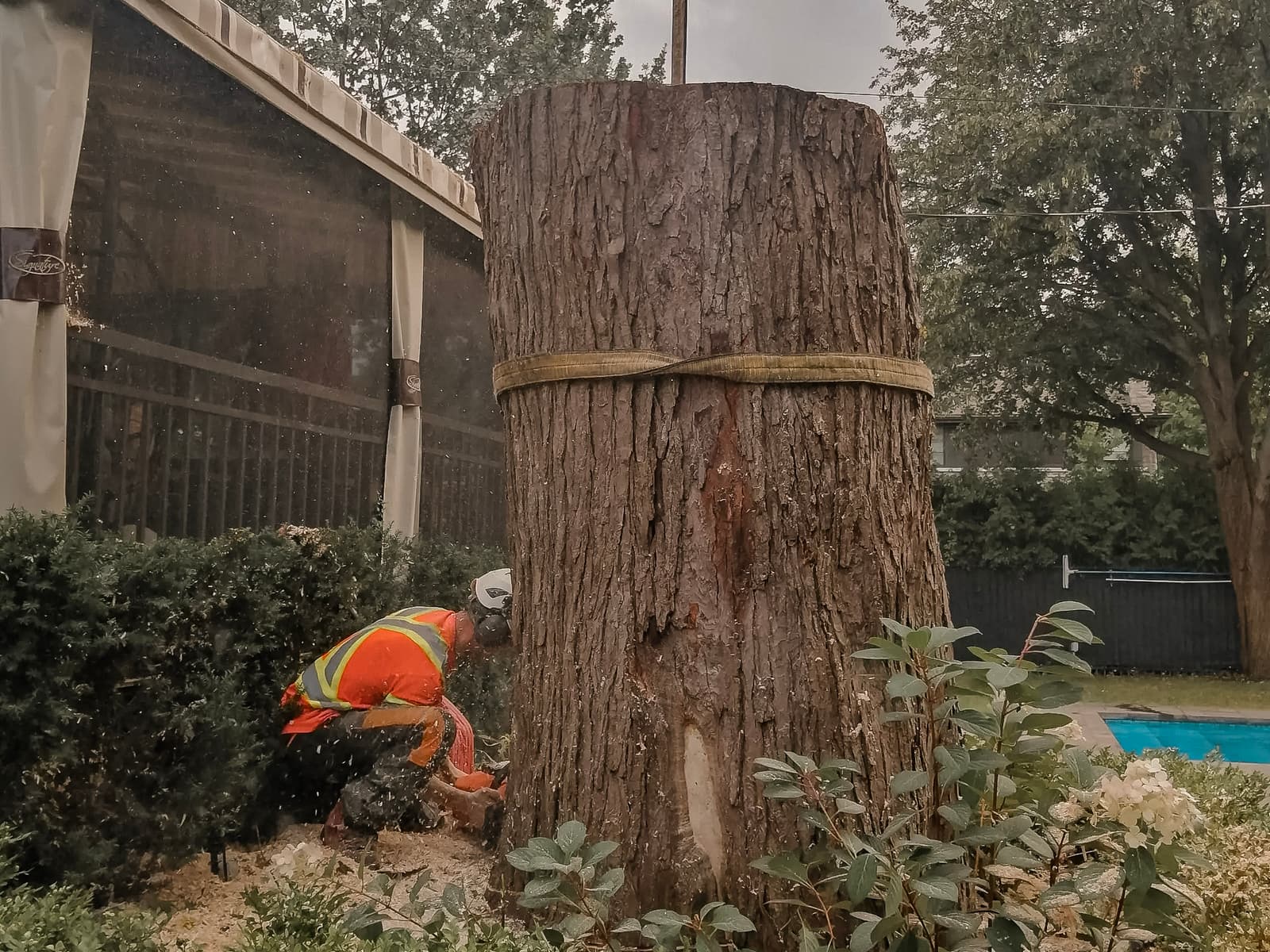 Un émondeur professionnel effectuant l’abattage d’un arbre massif, avec le tronc attaché pour un levage sécurisé.