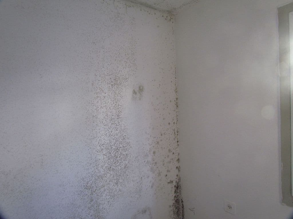 moisissure blanche_Tout savoir sur la décontamination de la moisissure dans l’entretoit