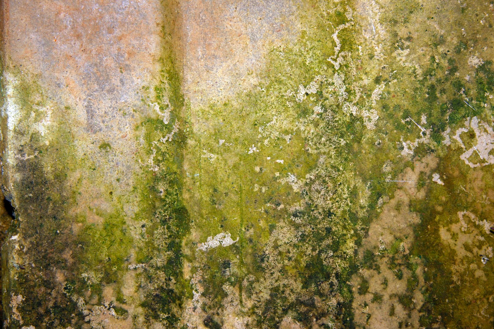 moisissures_Murs intérieurs qui suintent: causes et solutions