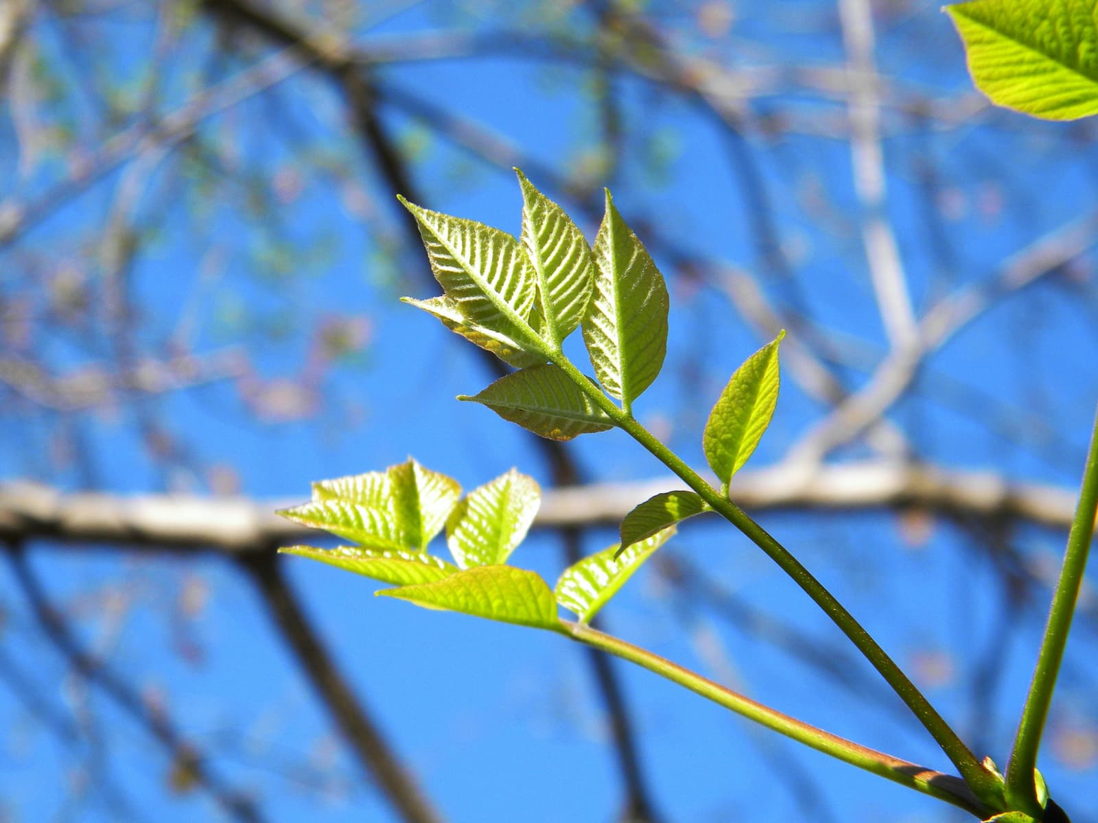 Arbre_L'agrile du frêne, l'insecte qui ravage les arbres